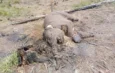 Lagi, Gajah Sumatera Ditemukan Mati di Pelalawan, Riau
