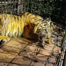 Sempat Memangsa Ternak Warga, Anak Harimau Sumatera di Pelalawan Berhasil Ditangkap