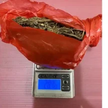 Polisi Tangkap Terduga Pengedar Ganja di Rambah Hilir, Pemasok Masih Diburu