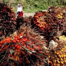 Harga TBS Sawit Plasma Riau Naik, Tembus Rp3.859,87 per KgHarga TBS Sawit Plasma Riau Naik, Tembus Rp3.859,87 per Kg