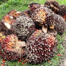 Hadapi Tantangan Industri Sawit, Gapki Dorong Kolaborasi dengan Insan Pers