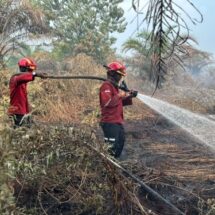 223 Titik Panas Terdeteksi di Riau, Pelalawan Tertinggi Capai 91 Hotspot